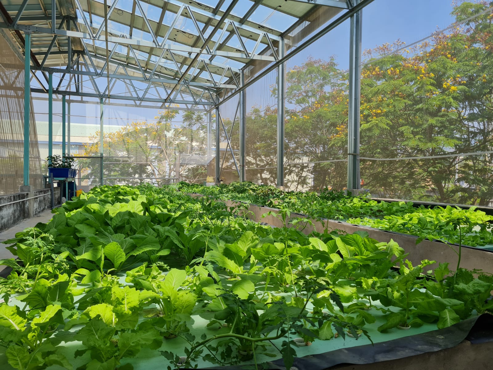 URBAN ROOFTOP FARMING - CAS